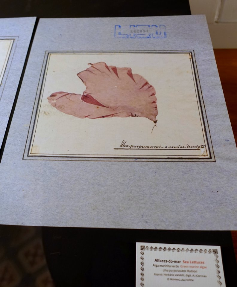 Ulva purpurascens - Museu da Ciência da Universidade de Coimbra - University of Coimbra - Coimbra, Portugal - DSC09304