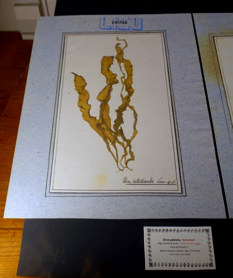 Ulva intestinalis - Museu da Ciência da Universidade de Coimbra - University of Coimbra - Coimbra, Portugal - DSC09302