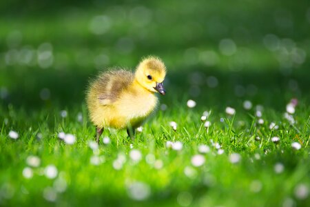 Goose nature young bird