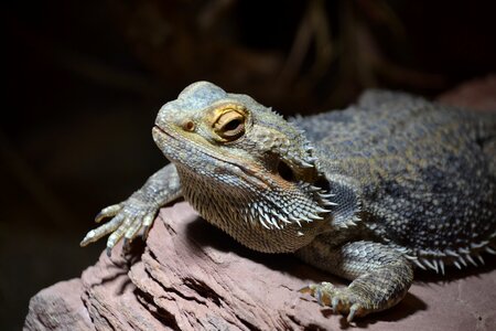 Animal zoo reptile