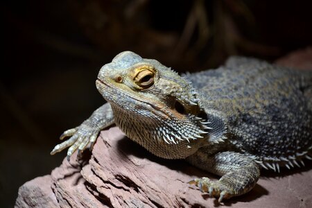 Animal zoo reptile photo