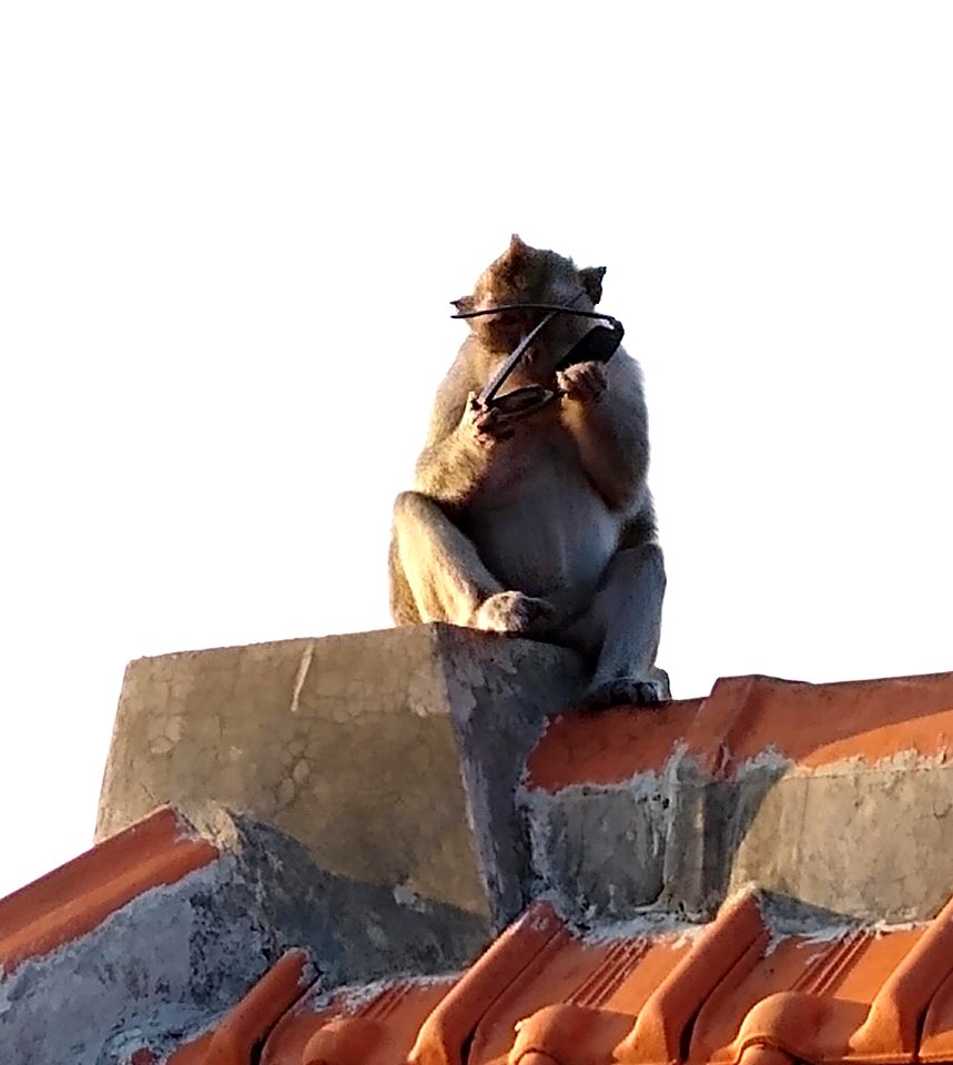 Uluwatu monkey 1 - stolen sunglasses
