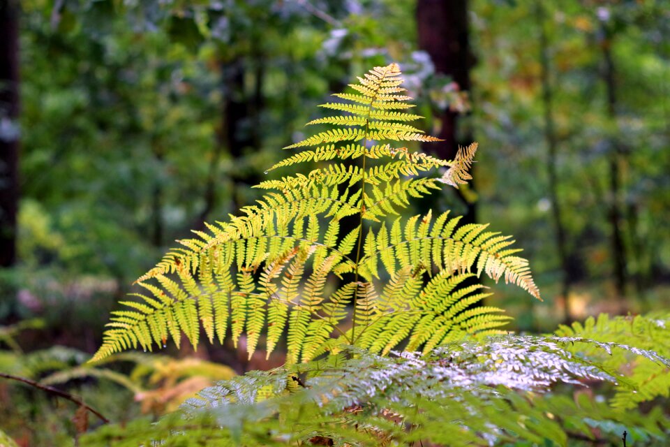Yellow forest wet