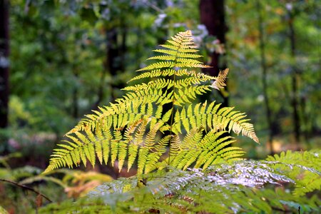 Yellow forest wet