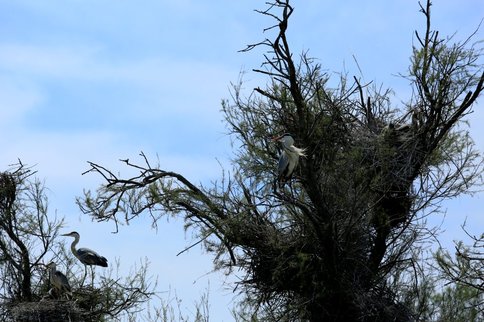 Un arbre aux nids de l'étang de Giniès