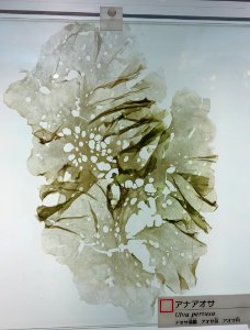 Ulva pertusa - National Museum of Nature and Science, Tokyo - DSC06907