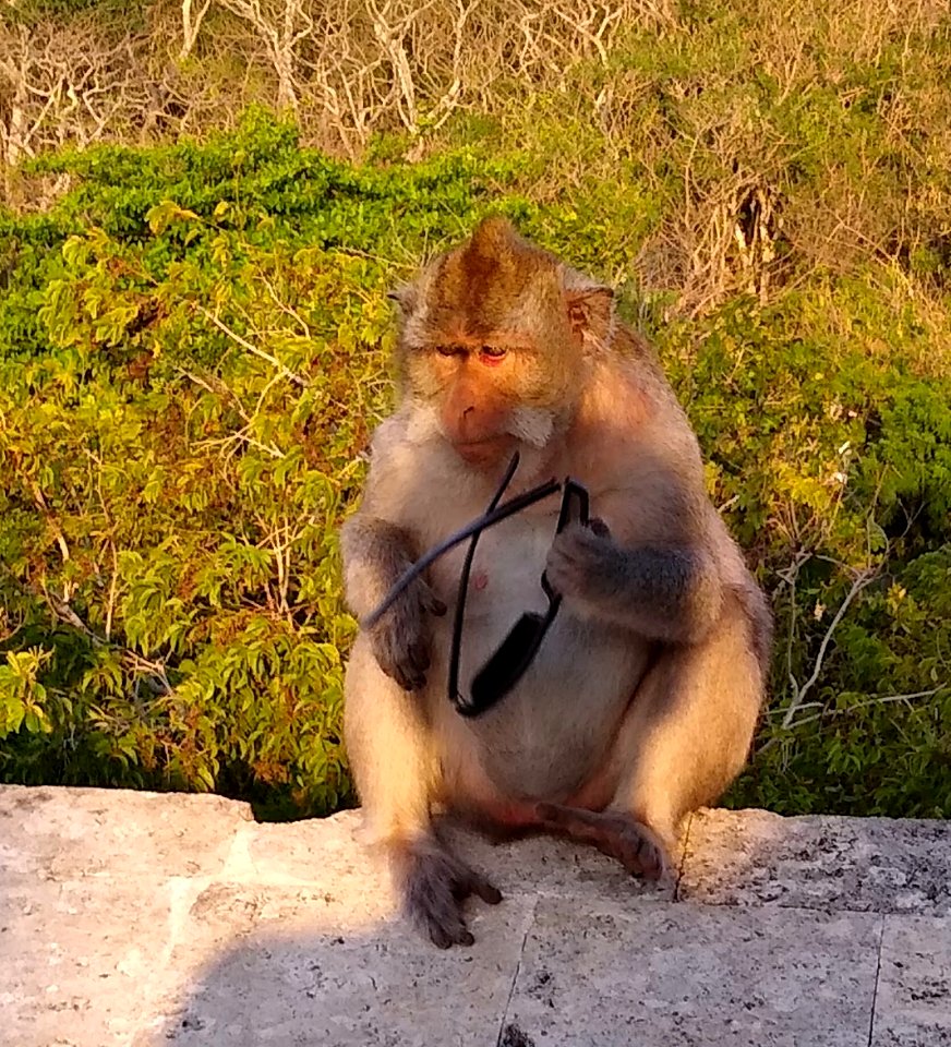 Uluwatu monkey 2 - stolen sunglasses (cropped)