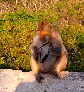 Uluwatu monkey 2 - stolen sunglasses (cropped)