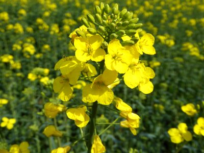 Yellow field of rapeseeds plant photo