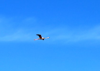 Un vol de flamant rose