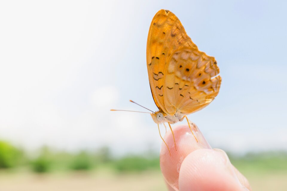 Wings insects finger