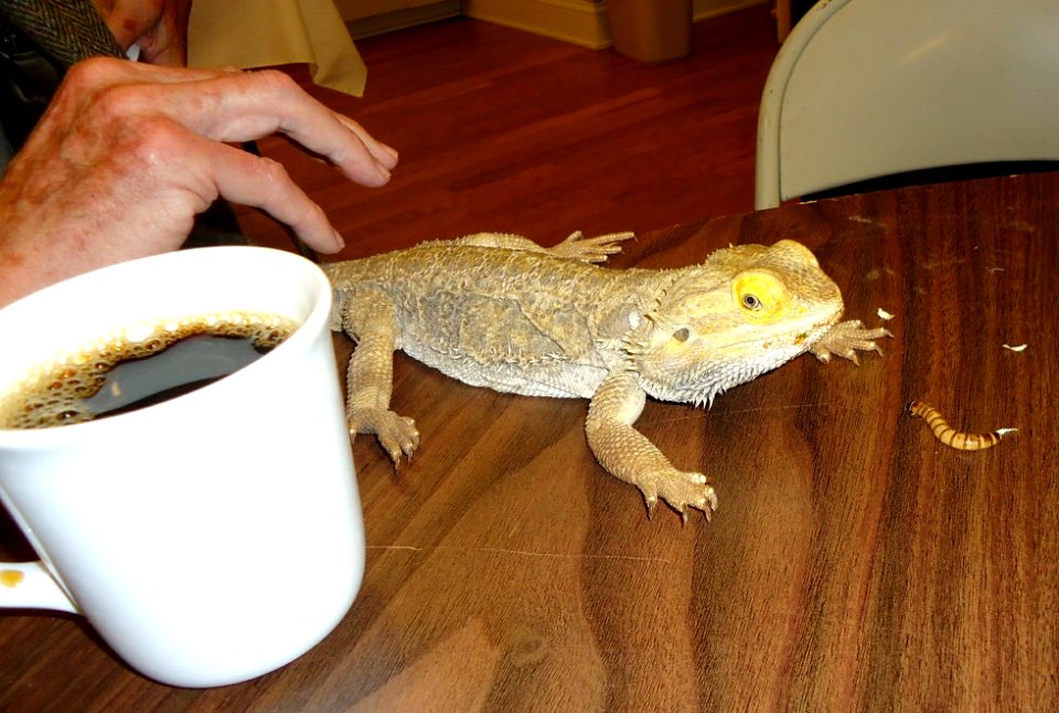 Unitarian Church Bearded Dragon 1