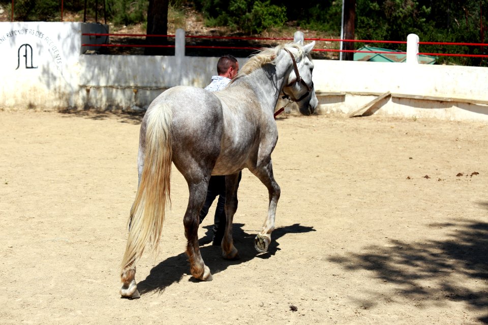 Un jeune cheval à l'apprentissage