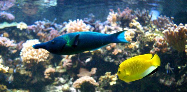 Un poisson bleu un poisson jaune photo