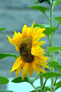 Petal yellow nature