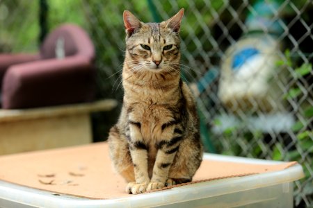 Un sympathique chat tigré photo