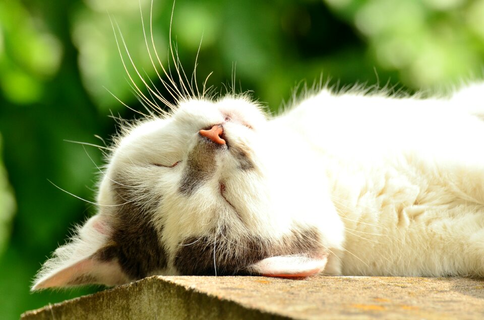 Exhausted white cat pet