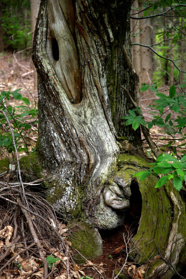Un très vieux tronc de châtaignier