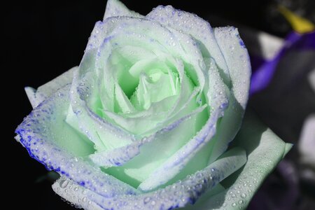 Rose flower white rose