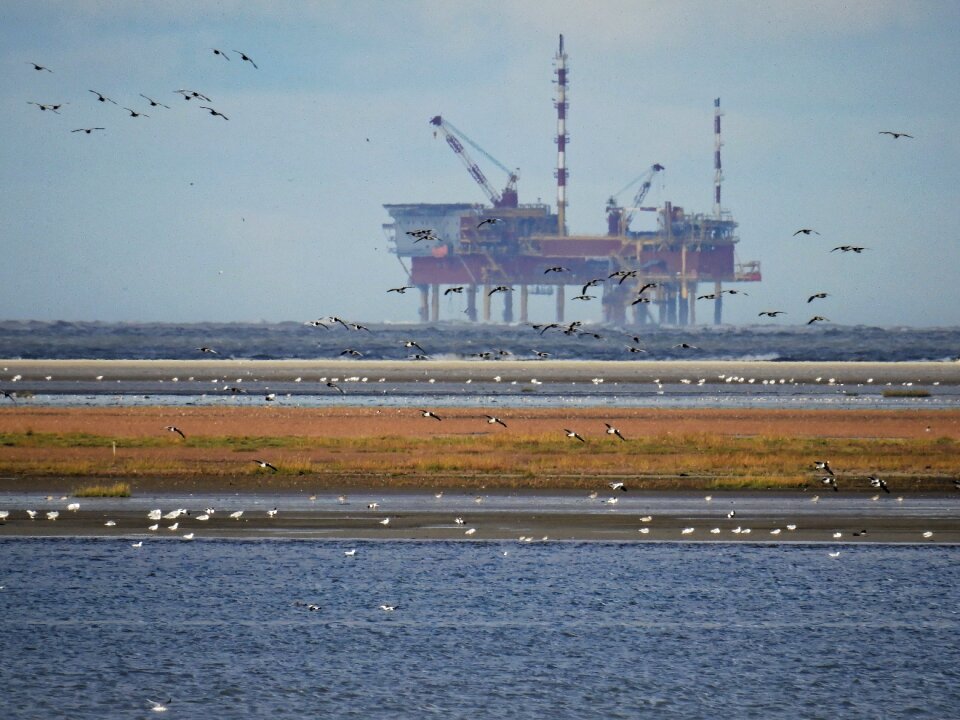 Oil rig birds gulls