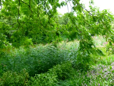 Un coin de verdure à Hambourg