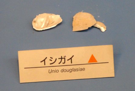 Unio douglasiae - Osaka Museum of Natural History - DSC07743
