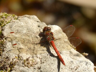Detail winged insect annulata trithemis photo