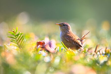 Small bird garden nature