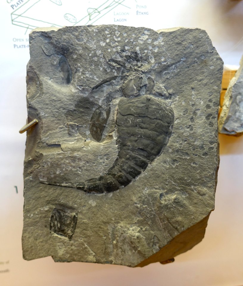 Unidentified - Redpath Museum - McGill University - Montreal, Canada - DSC07960