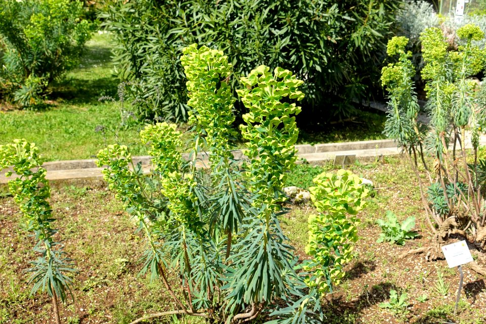 Unidentified - Orto botanico - Rome, Italy - DSC09903