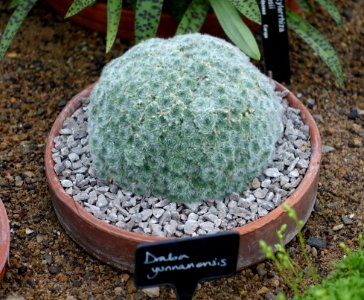 Unidentified - RHS Garden Harlow Carr - North Yorkshire, England - DSC01539