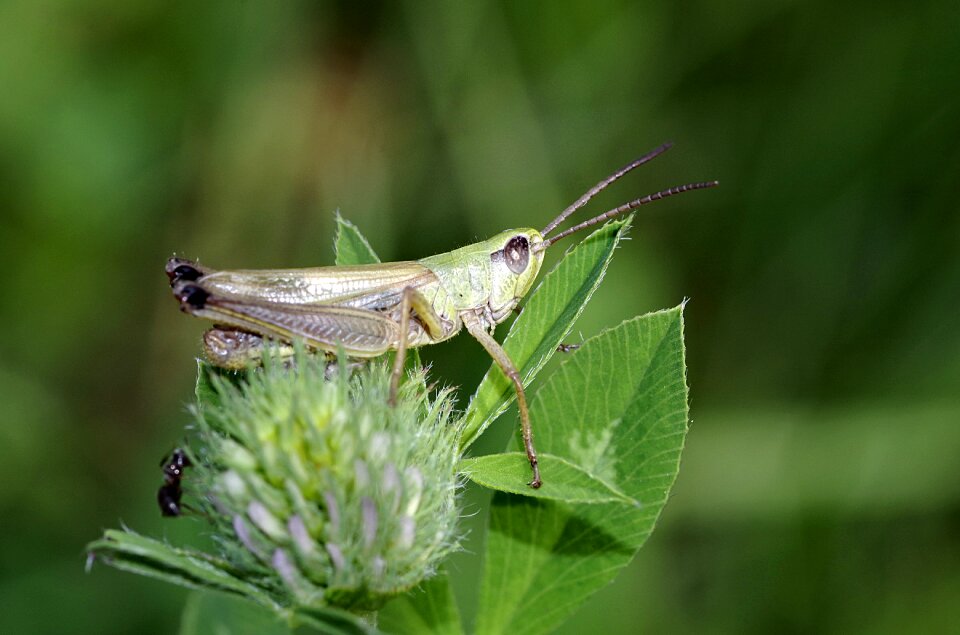 Grass antennae macro