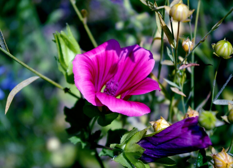 Nature summer flowers purple flowers photo