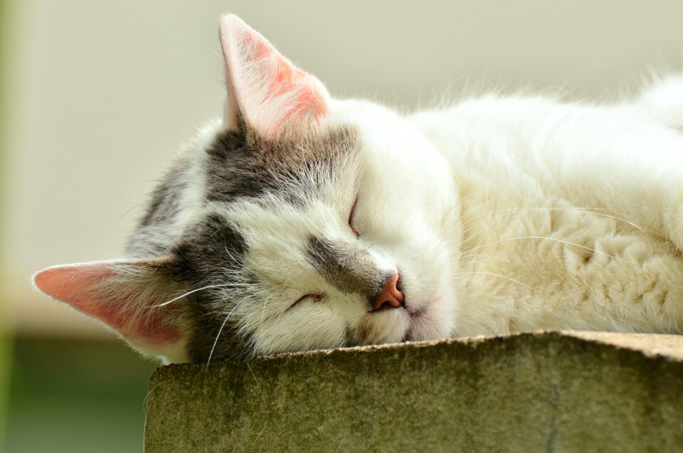 Exhausted white cat pet photo