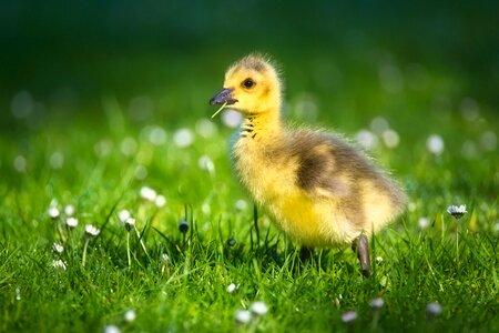 Goose nature young bird photo