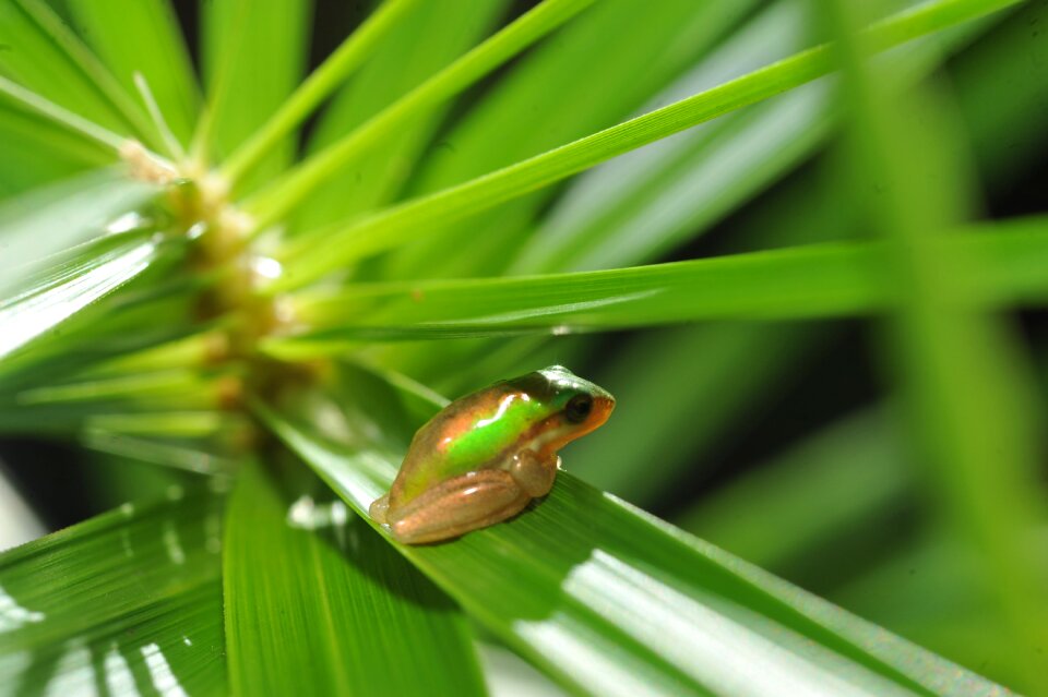 Baby green frog in palm frond frog hiding in palm frond small green tree frog in palm frond