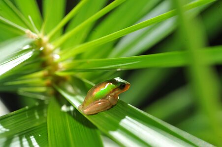 Baby green frog in palm frond frog hiding in palm frond small green tree frog in palm frond
