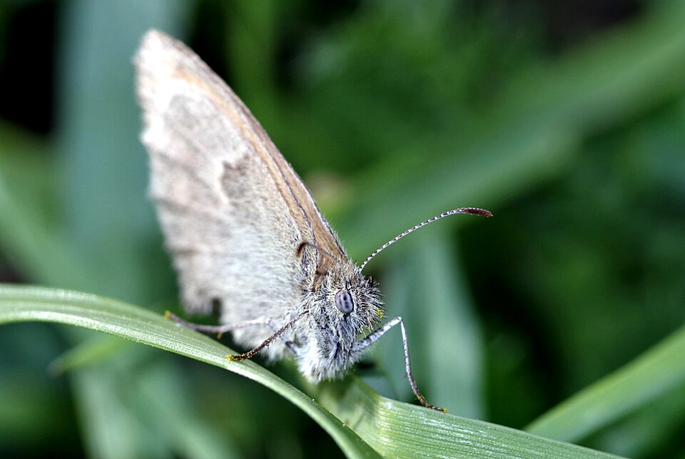 Macro insect meadow photo