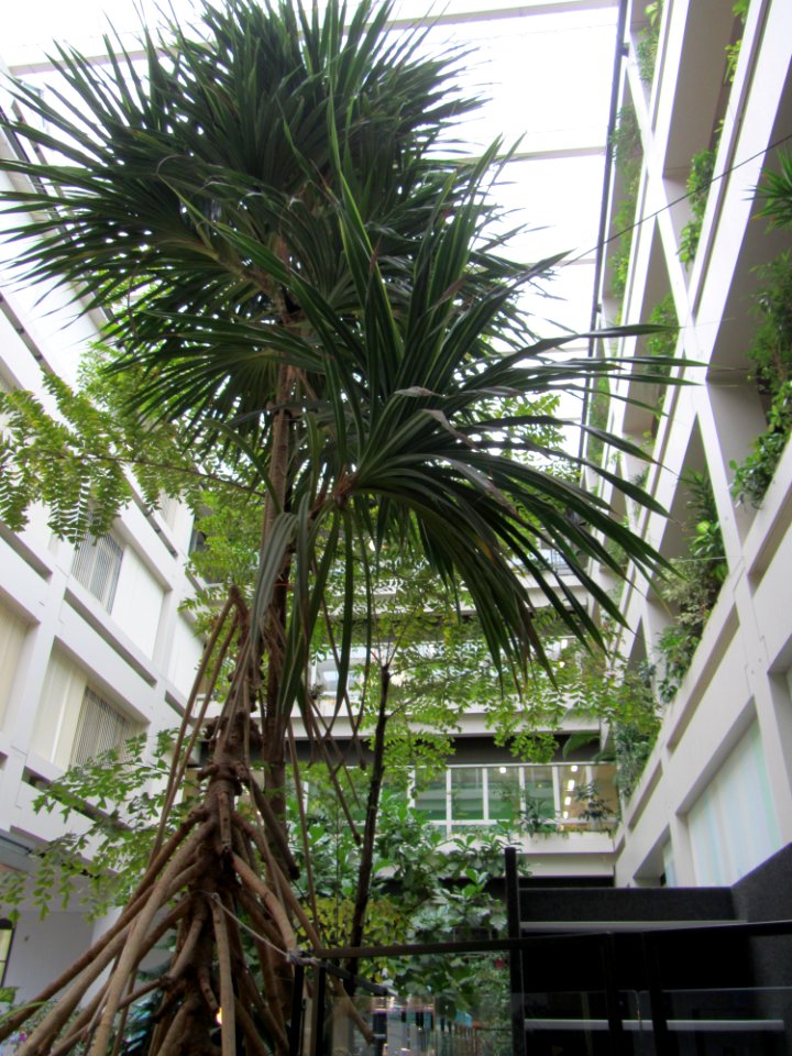 Uniklinik Göttingen Innenhof2