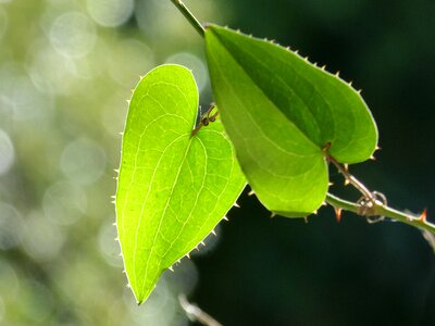 Leaf sarsaparilla translucent