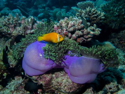 Reef sea anemone fish photo