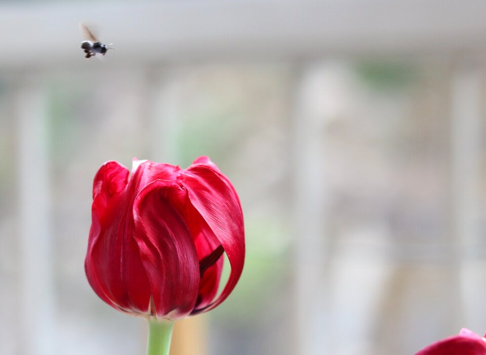 Vespa garden flowers