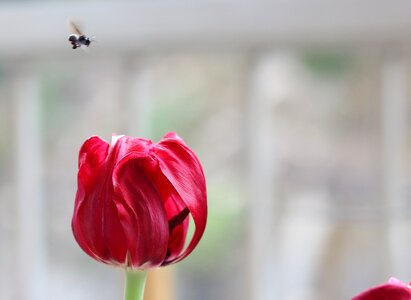 Vespa garden flowers