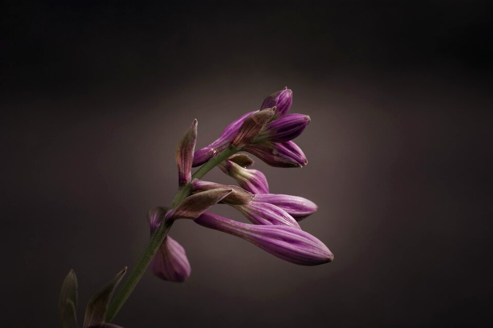 Agavengewächs asparagus-like flowers