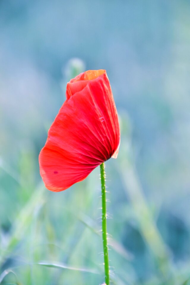 Red weed crop summer