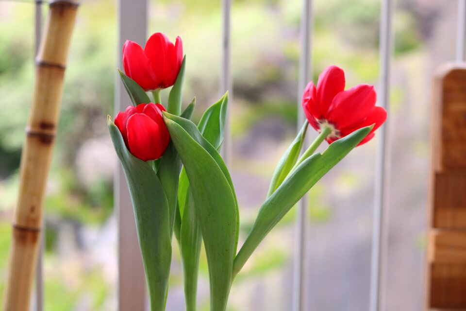 Flower garden flowers