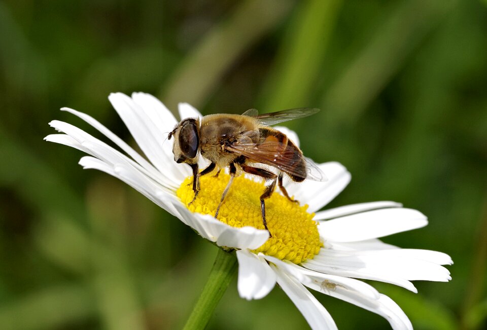 Camouflage daisy insect