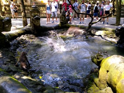 Ubud monkeys 5 - jumping in the water