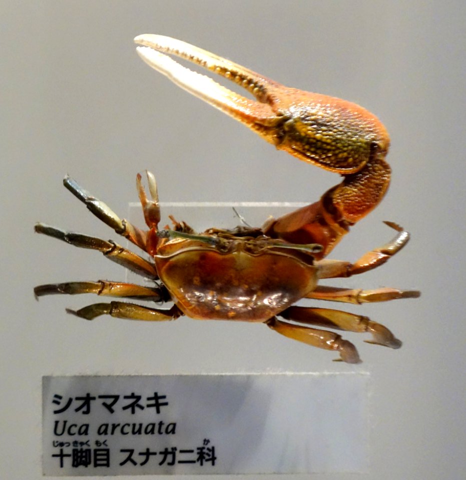 Uca arcuata - National Museum of Nature and Science, Tokyo - DSC07545-001
