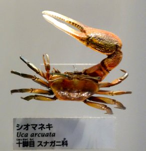 Uca arcuata - National Museum of Nature and Science, Tokyo - DSC07545-001